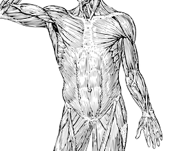 배부분의 근육 muscles of abdomen