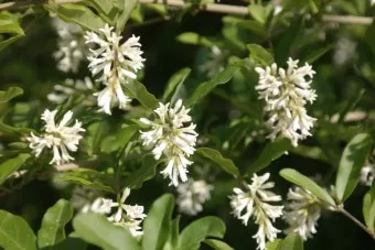 진한 향기에 취해버리는 이 꽃 산책로 옆 울타리 쥐똥나무_15