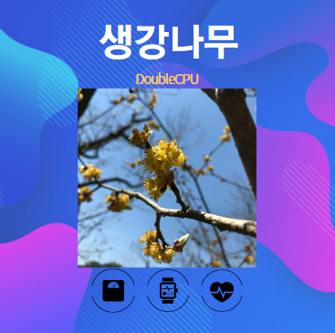 생강나무 알아보기