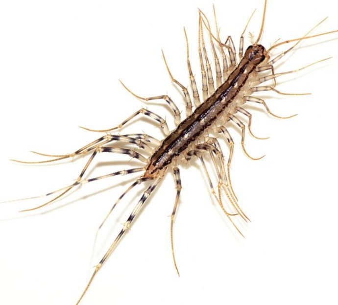 집에서 나오는 집벌레