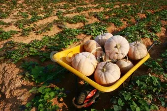 호박 재배 덩굴 유인 암꽃 관리 거름 주기_5