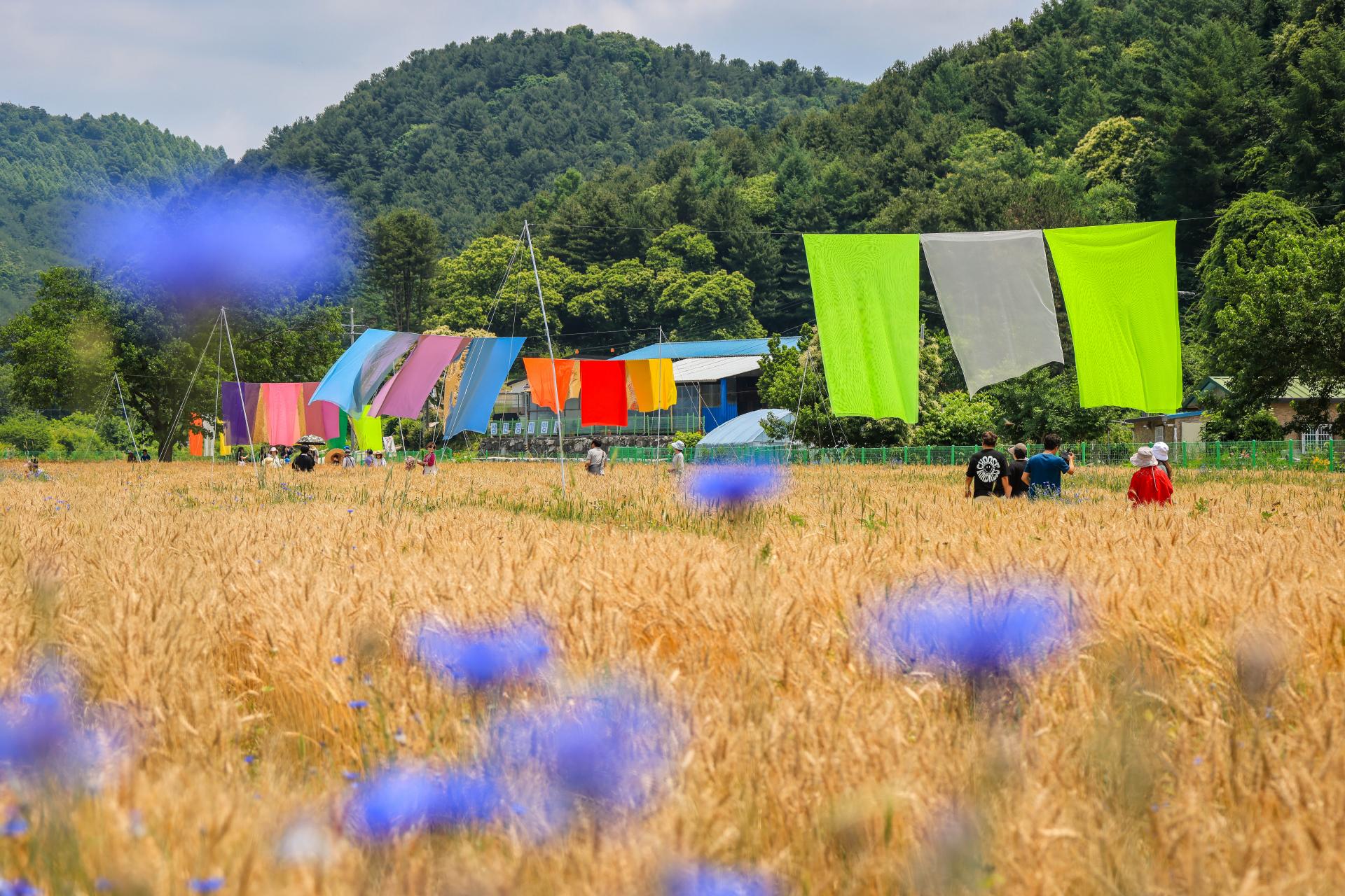 [6월 축제]2025 양평밀축제❘ 기간, 일정, 프로그램 및 이벤트 정리