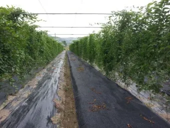 오미자 재배 차광 관리 덩굴 유인 병해 예방_9