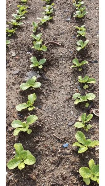 봄동 재배 파종시기 노지 월동 보온 피복 웃거름 타이밍_13