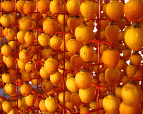 주황색의 껍질을 모두 깍은 단감들이 빨간 고리에 꿰어 곶감으로 말려지고 있다.