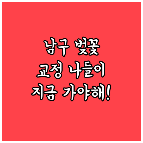 부산 남구 벚꽃 개화 시기와 대학 교..