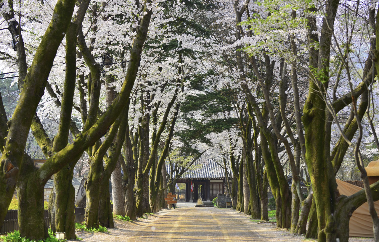 남이섬 벚꽃 사진