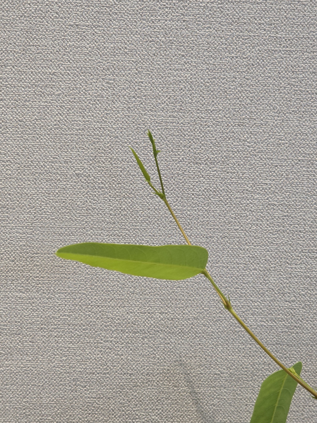 새순들은 쉼없이 생겨나고 있어요