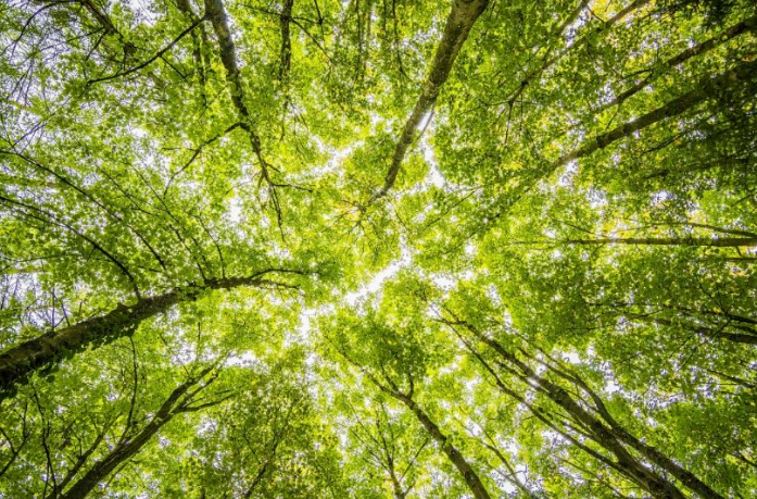 환경보호를-위한-탄소중립-실천포인트-받는-방법-절차-이미지