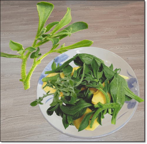 아이스플랜트 샐러드