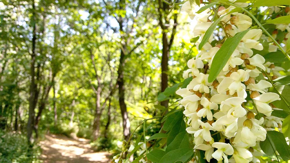 봉산&middot;앵봉산