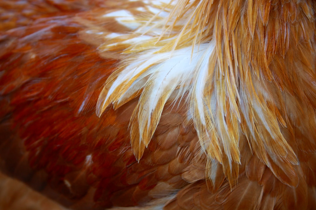 Chicken breast