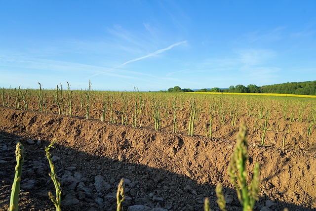 궁채 나물 및 장아찌 만드는 법 (+ 재배 다양한 궁채 요리법)