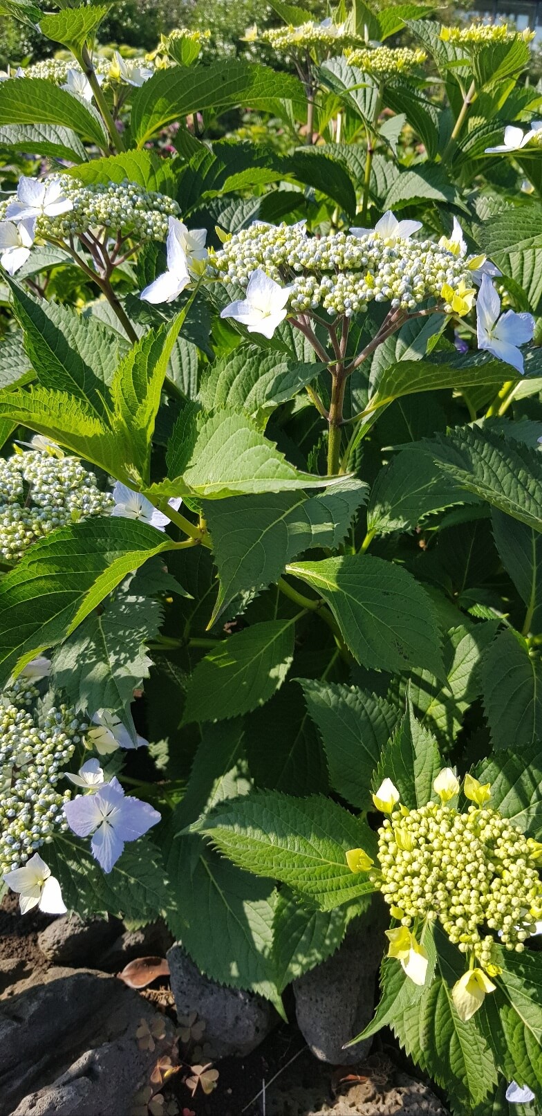 공무원 호봉제 폐지? 청년 준비생이 가장 큰 피해자입니다