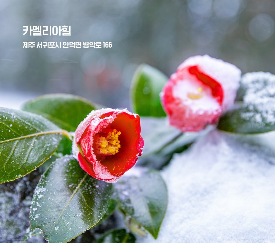 2026 겨울 동백꽃 전국 명소 여기 어디?