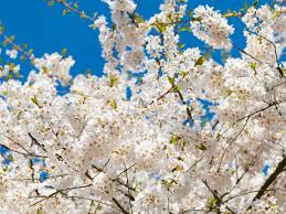 속초 봄 바다문화축제