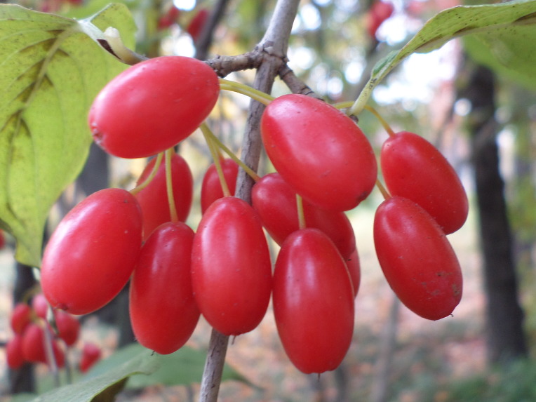 산수유