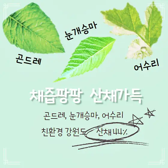 6시내고향 강원도 태백 저탄수 비건 만두 노미트 산채만두 감자떡 감자옹심이 파는 곳 전국 택배 온라인 전화 주문 추천