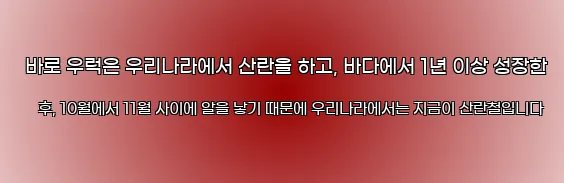  바로 우럭은 우리나라에서 산란을 하고, 바다에서 1년 이상 성장한 후, 10월에서 11월 사이에 알을 낳기 때문에 우리나라에서는 지금이 산란철입니다