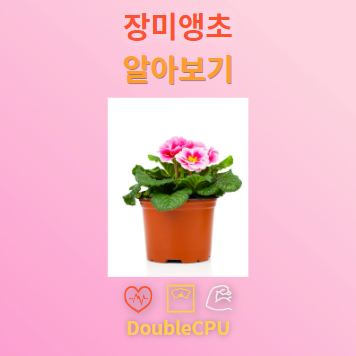 장미앵초 꽃말 및 탐구