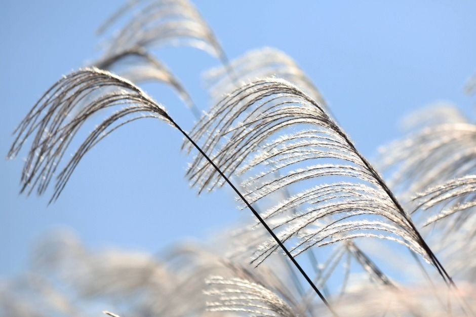 2025 서울 억새축제 정보 총정리 (10.18 토 ~ 10.24 금, 상암 하늘공원) 관련 사진