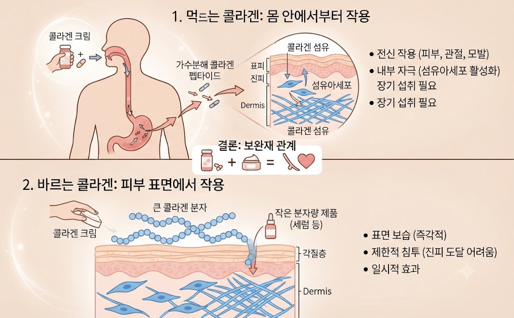 콜라겐, 먹는 것과 바르는 것의 차이를 비교한 인포그래픽. '먹는 콜라겐'은 신체 내부 소화 과정을 거쳐 피부 진피층의 섬유아세포를 자극하고 전신에 작용하는 반면, '바르는 콜라겐'은 피부 표면의 각질층에 국소적이고 즉각적인 보습 효과를 제공함을 보여줌. 두 방식은 상호 보완적인 관계임을 명시함.