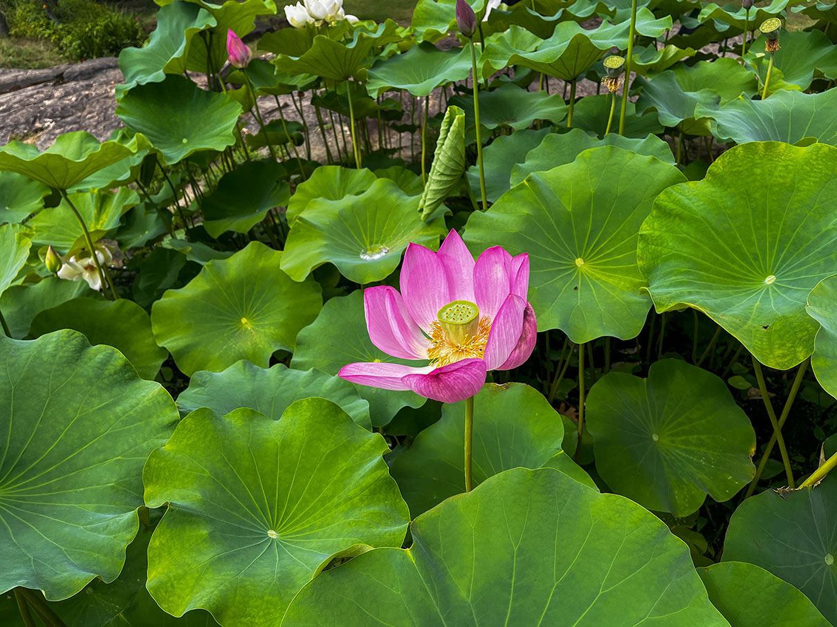 스타벅스 양산통도사점