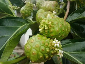 노니 효능 및 영양성분, 부작용과 주의점