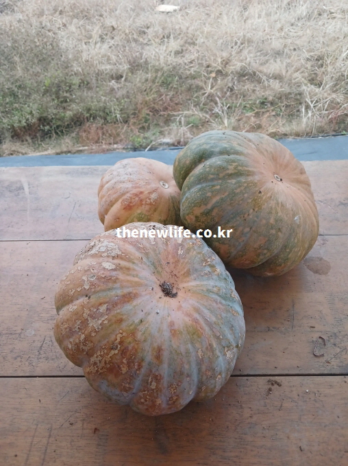 늙은 호박의 효능을 높이기 위하여 자연 상태에서 보관된 실물 사진
