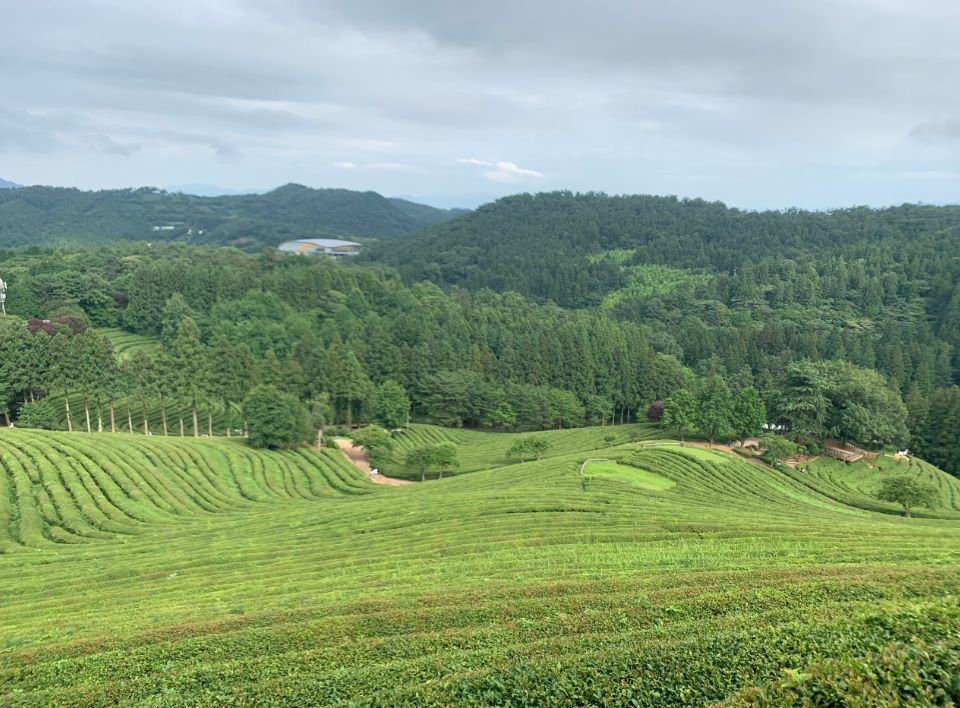 대한다원보성녹차밭