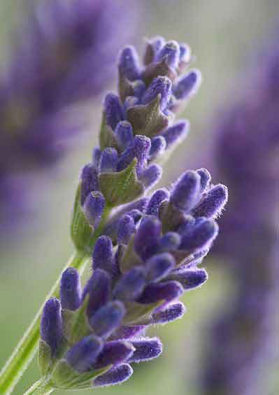 라벤더 꽃봉우리