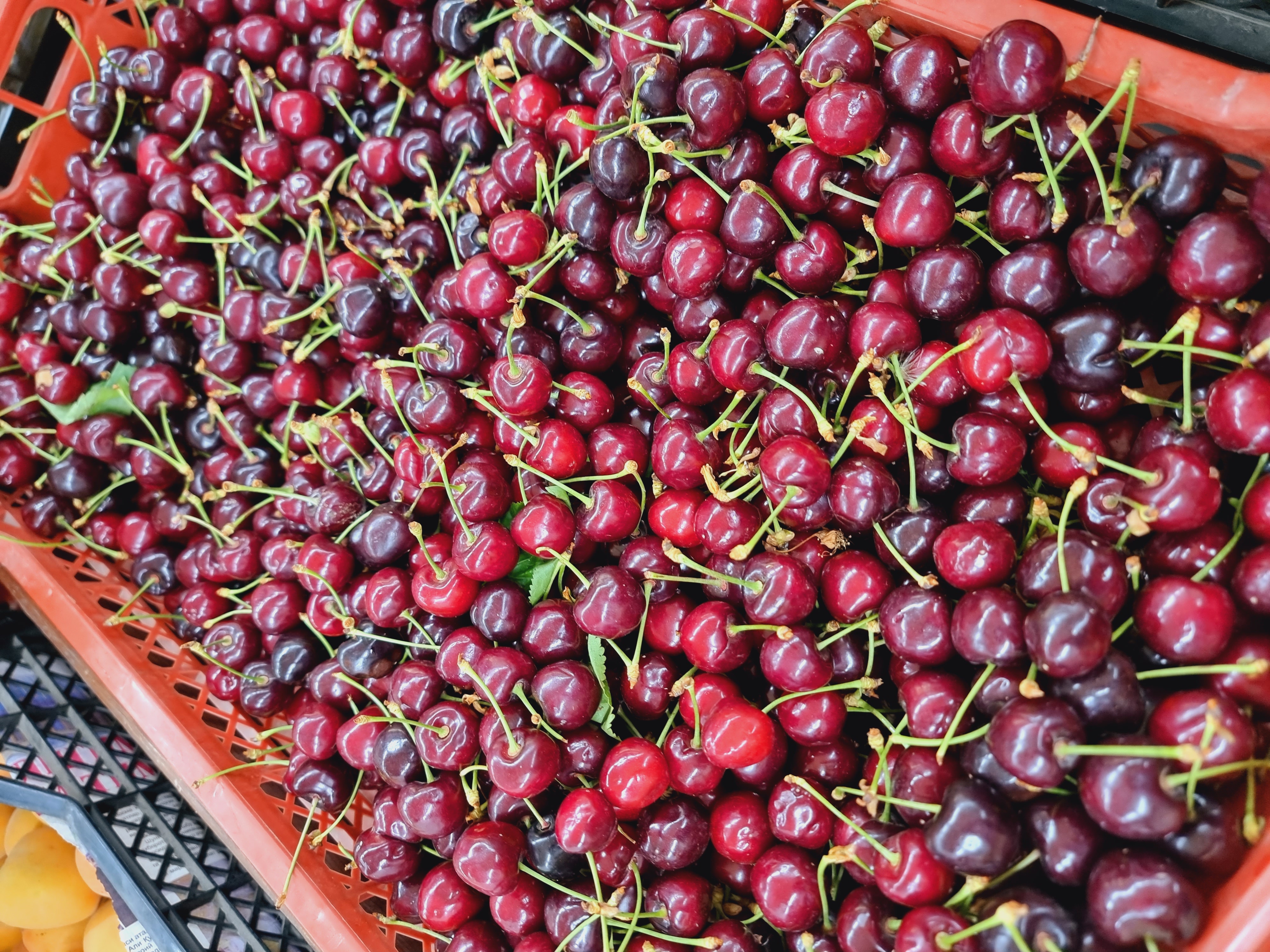 체리(Cherry)