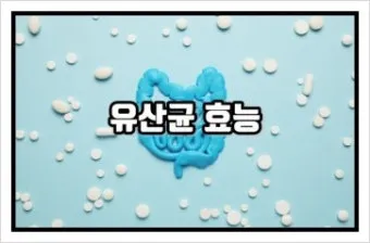 유산균 종류 먹는 시간 섭취방법_10