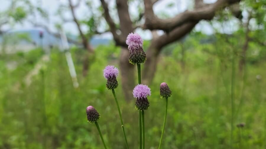 지칭개의 효능 6가지와 먹는 법&amp;#44; 꽃말&amp;#44; 부작용