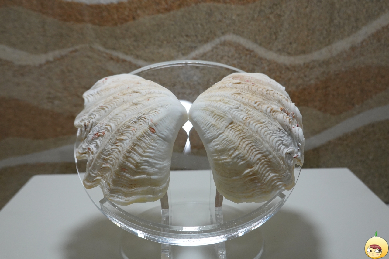 샤코우가이(거대조개)