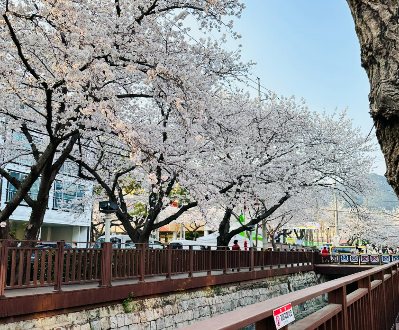 2026 벚꽃 개화 시기 지도 및 만개 시기 총정리