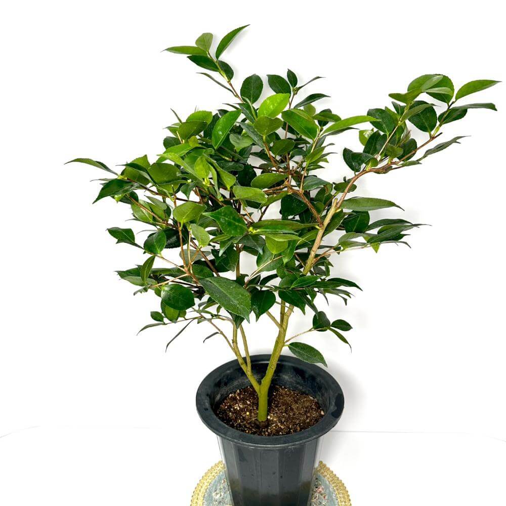 동백나무 키우는방법