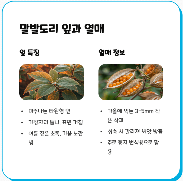 말발도리