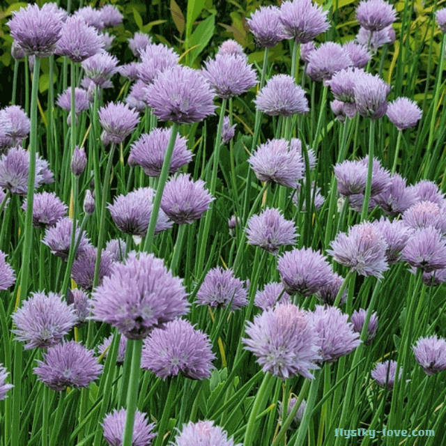 매콤한 향을 지닌 차이브(chives)