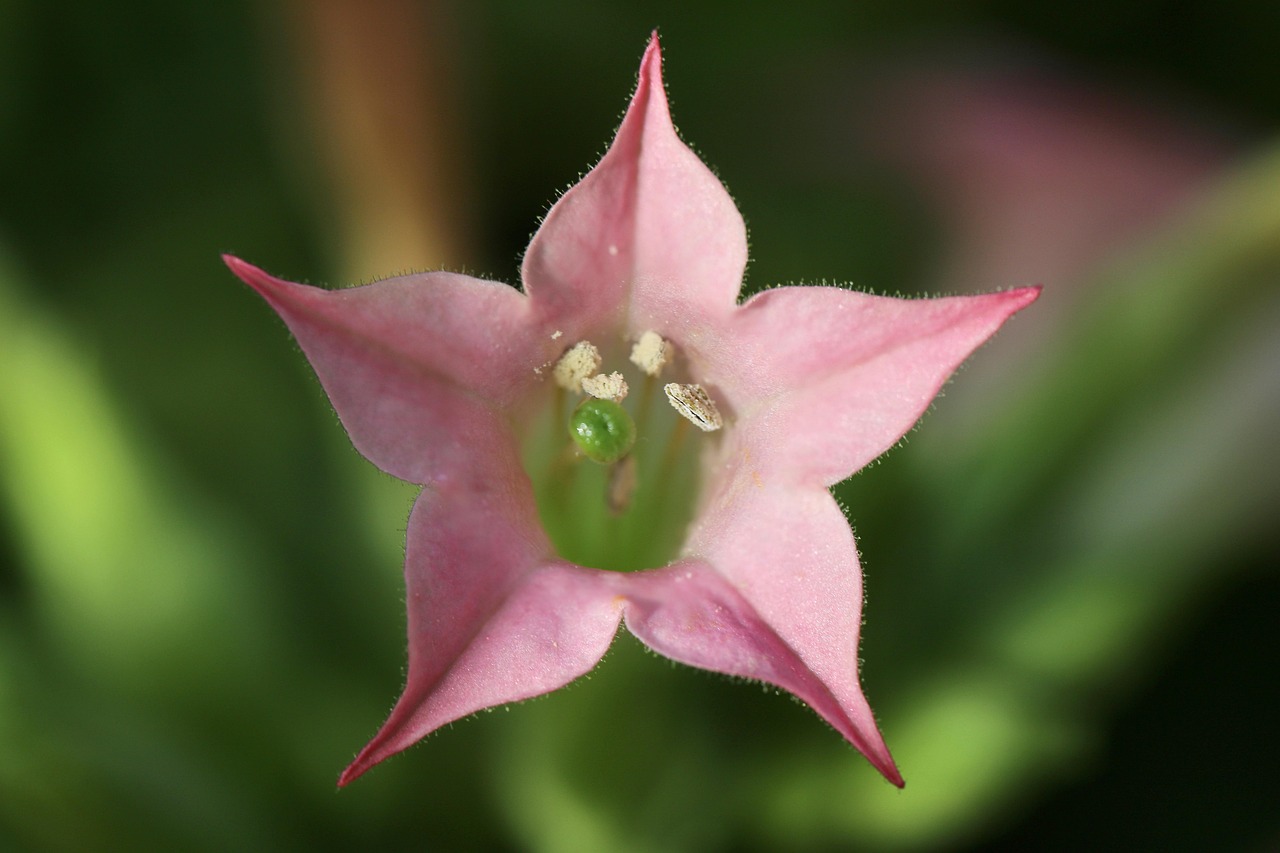 꽃담배(Nicotiana）