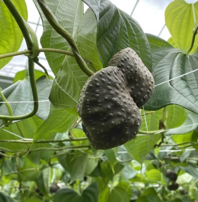 하늘마 효능 먹는 방법 심는 시기 