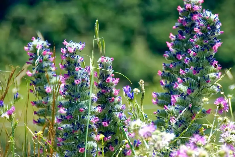 Hwasa by Seojeongju : Famous Korean Poetry Translated