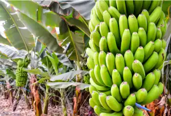 바나나 효능 및 영양소&amp;#44; 부작용