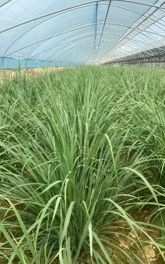 레몬그라스 재배 온도 유지 삽목 번식 잎 수확_31