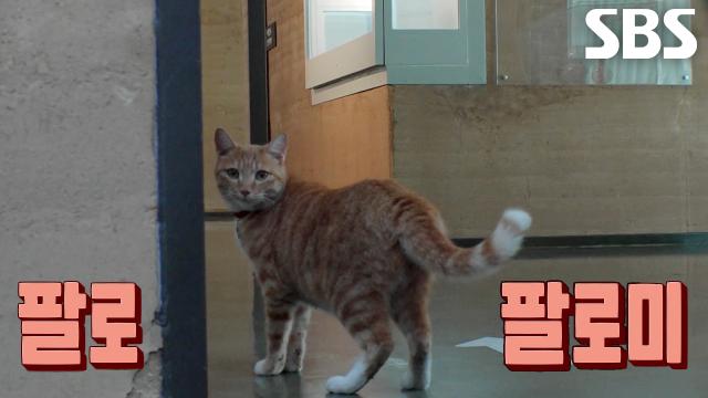 SBS TV 동물농장 1291회 클립에서 박물관 고양이 호야가 실내 문 앞에 서 있는 모습