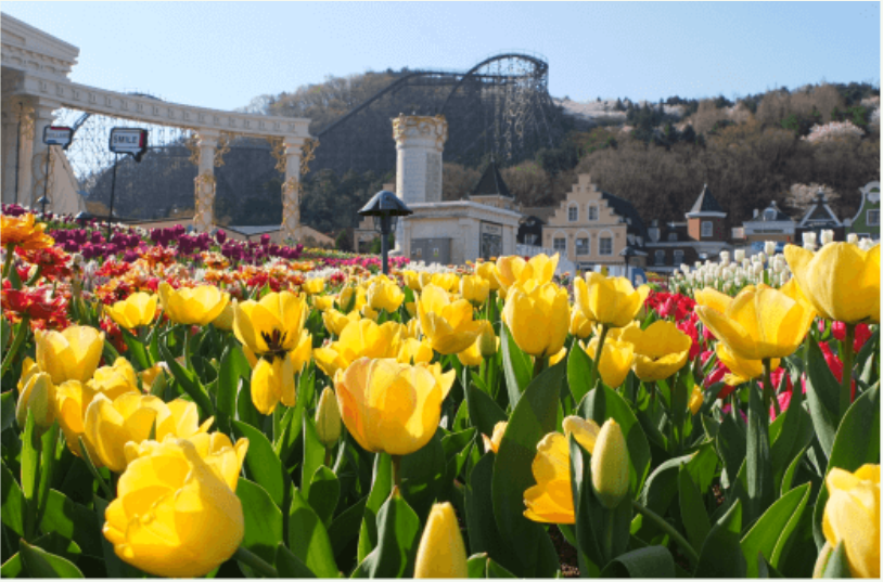 에버랜드 튤립축제 전경