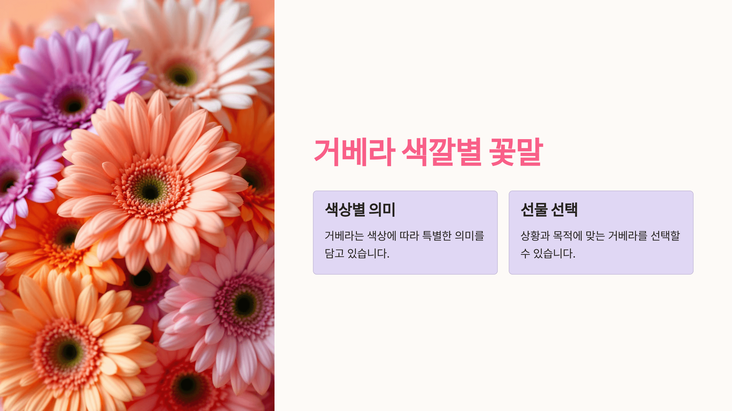 거베라 사진입니다.