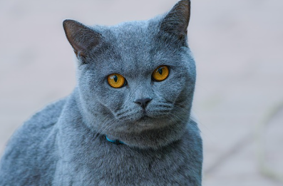 희귀 동물 보호 나도 할 수 있다 (보호 참여, 캠페인, 지속가능 실천)