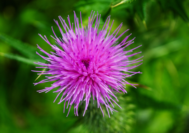 밀크시슬_하루섭취량