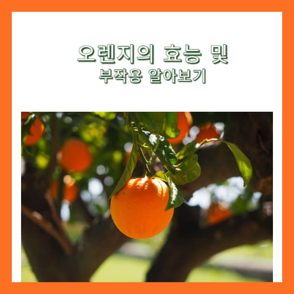 오렌지-효능-11월